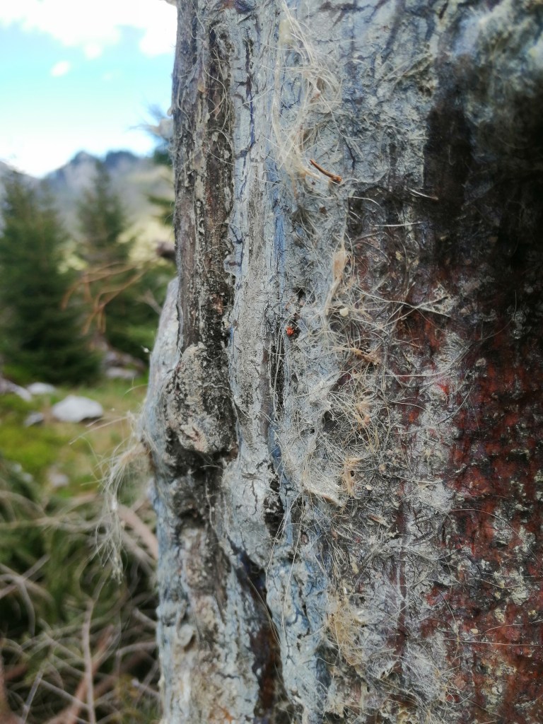 bear tree
